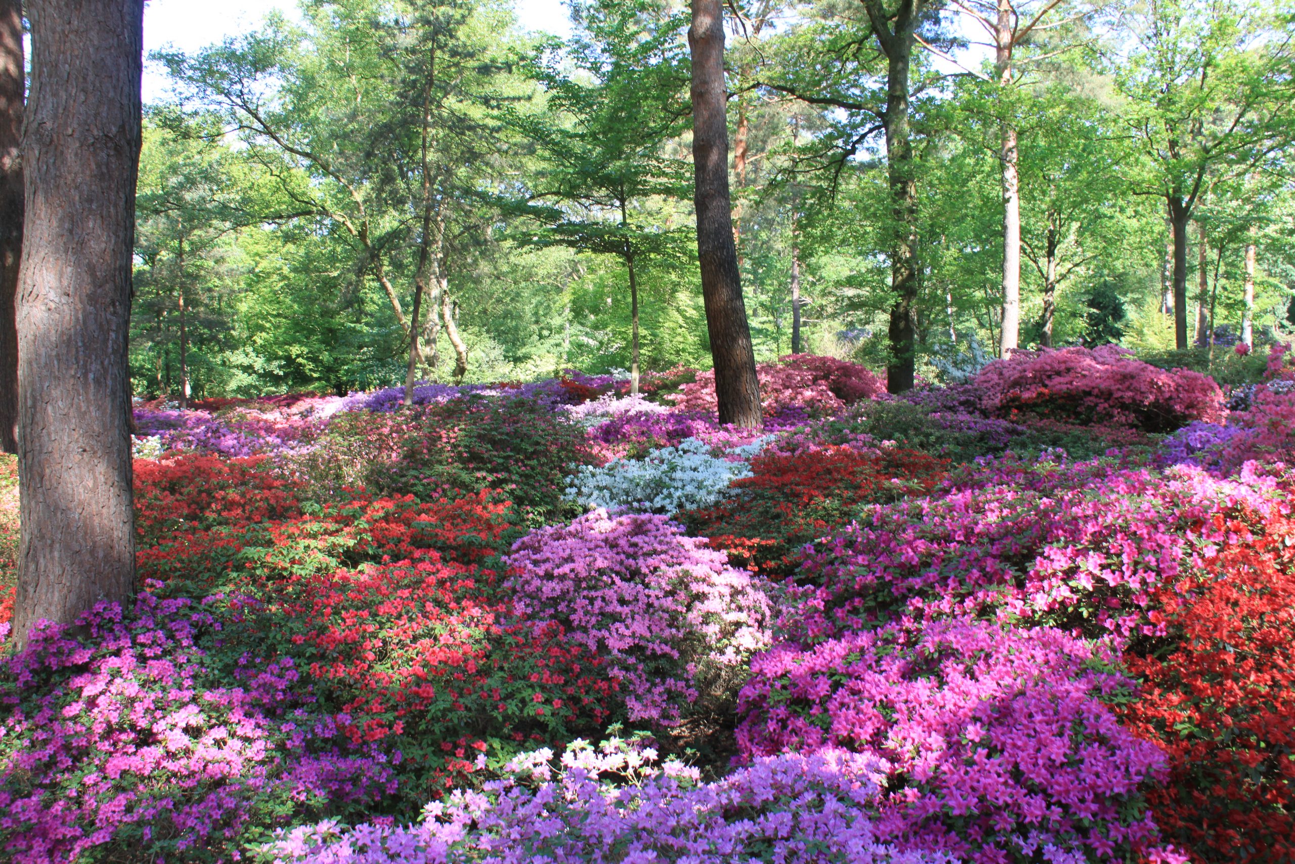 Jetzt: Hauptblte im Park - Bremer Rhododendron-Park