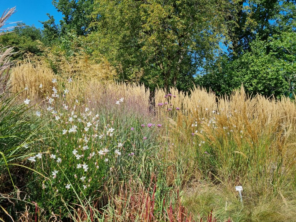 Die Zeit der Gräser startet Bremer RhododendronPark