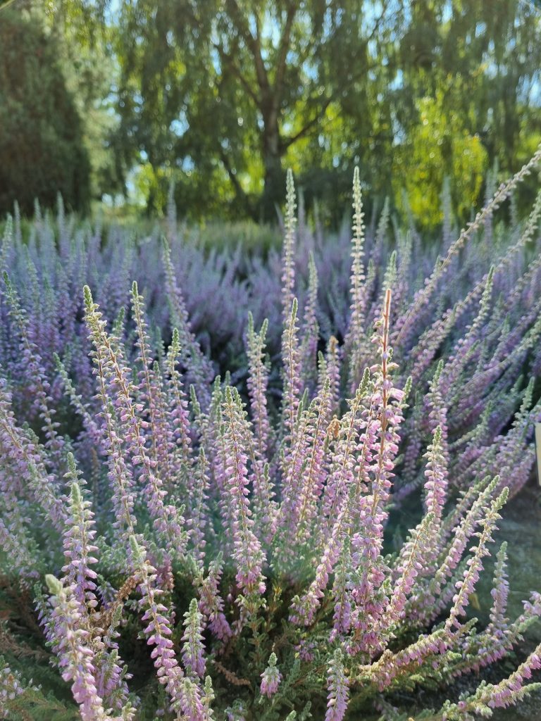 Die Heide blüht! Bremer RhododendronPark