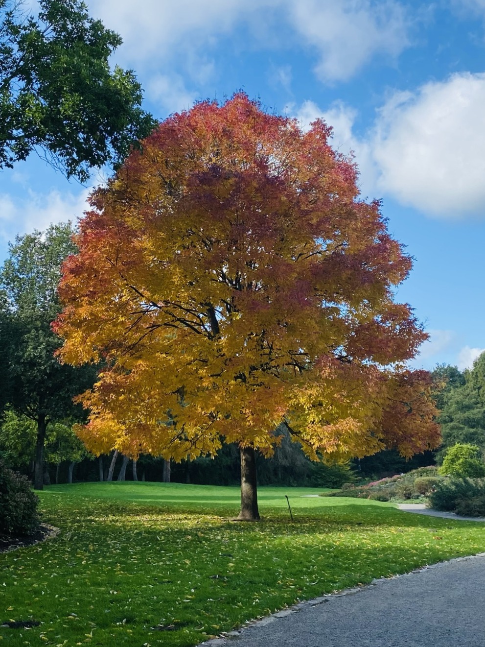 Herbstfrbung im Park - Bremer Rhododendron-Park