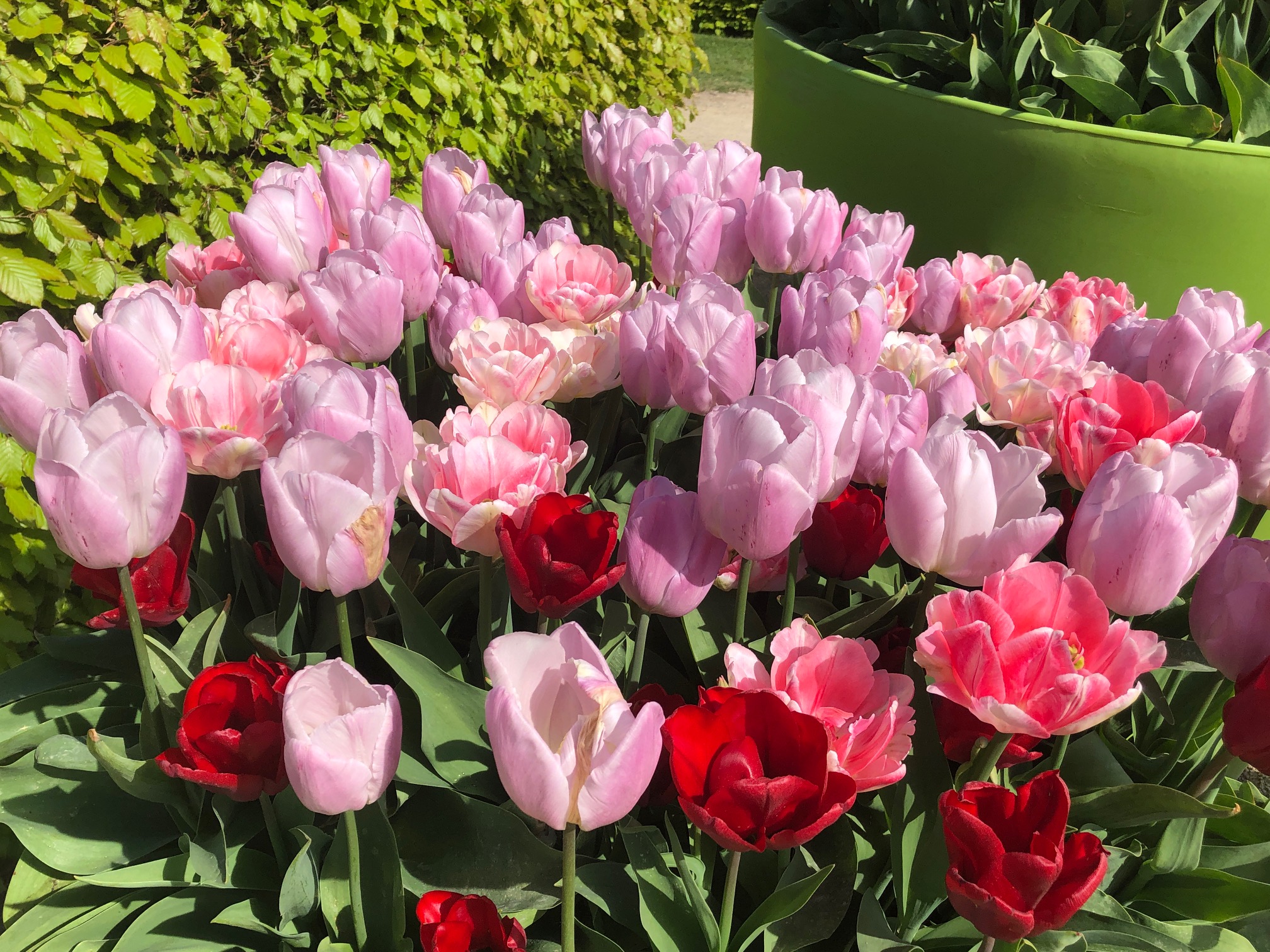 Tulpenmischung Strawberry Ice