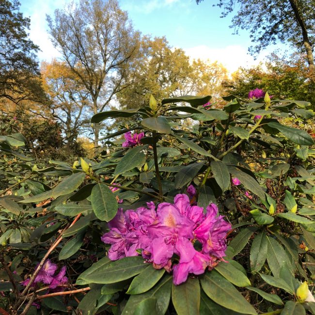Rhododendronblüte im Herbst