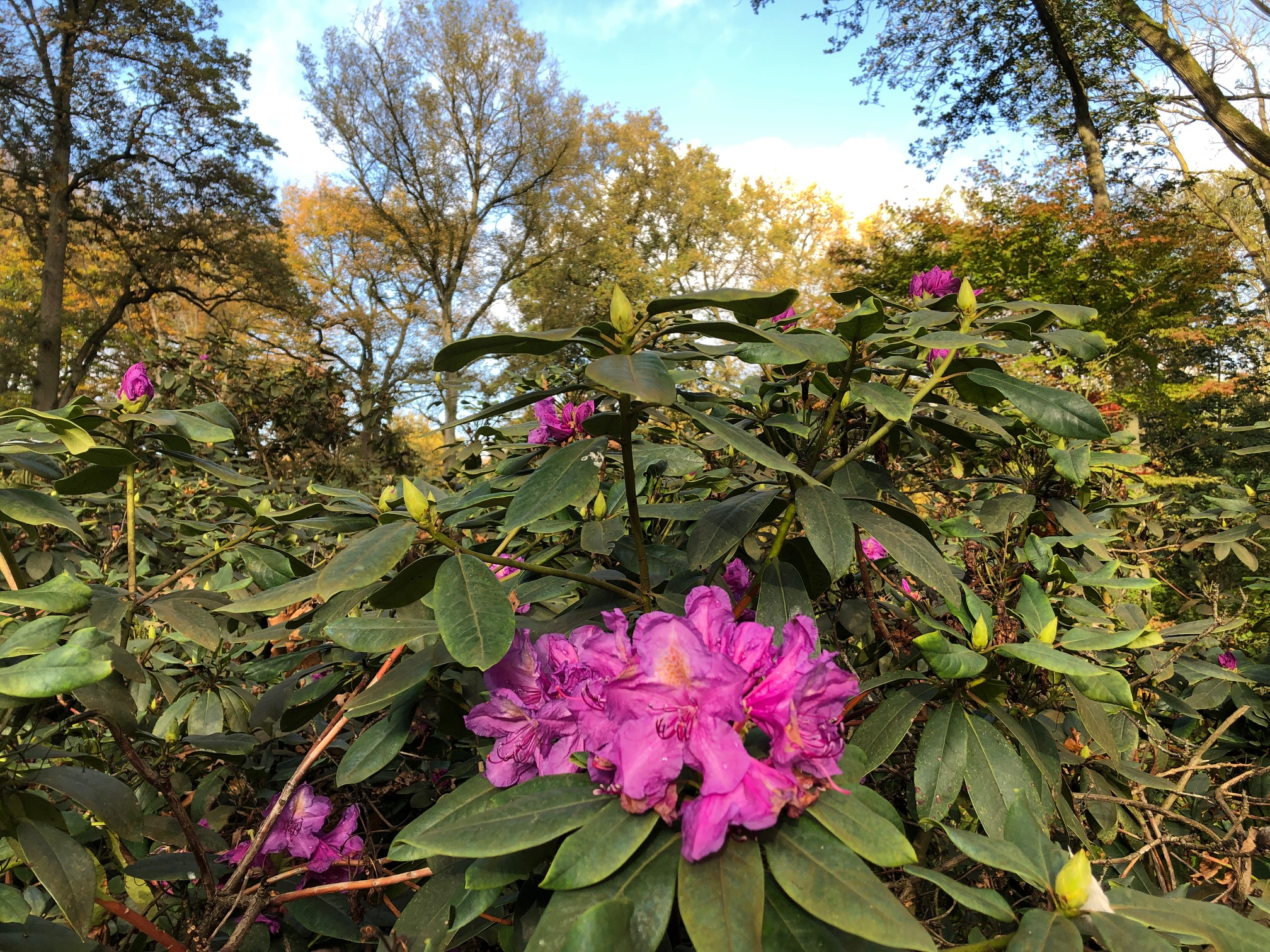 Rhododendronblüten im Herbst Bremer RhododendronPark