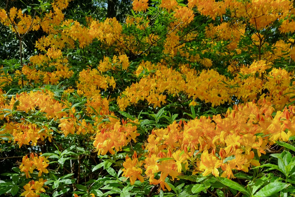 Hauptblüte der Rhododendron und Azaleen