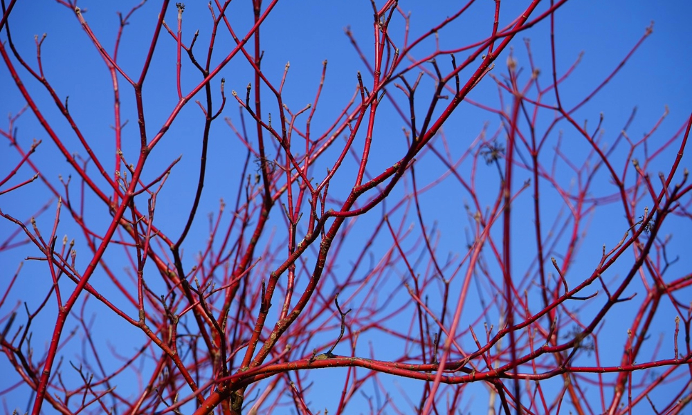 Roter Hartriegel_Tatar-Dogwood