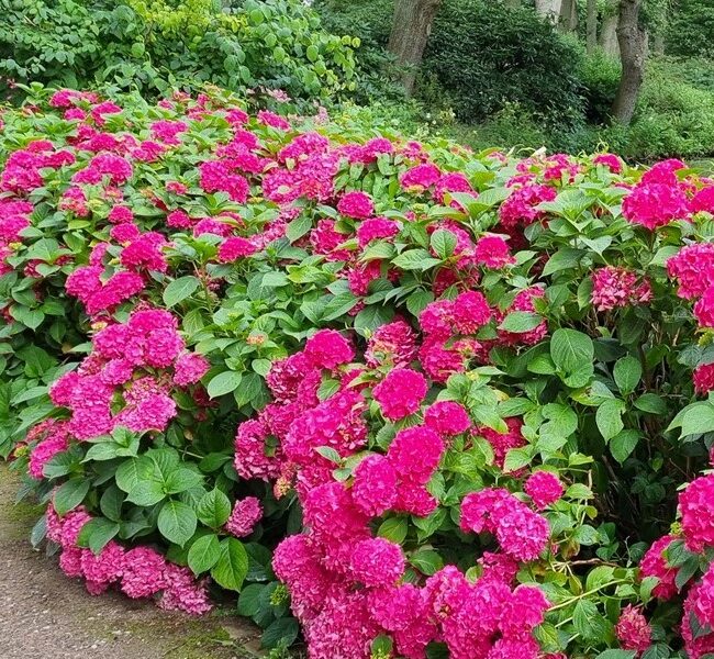 Hortensien in der Hauptblüte