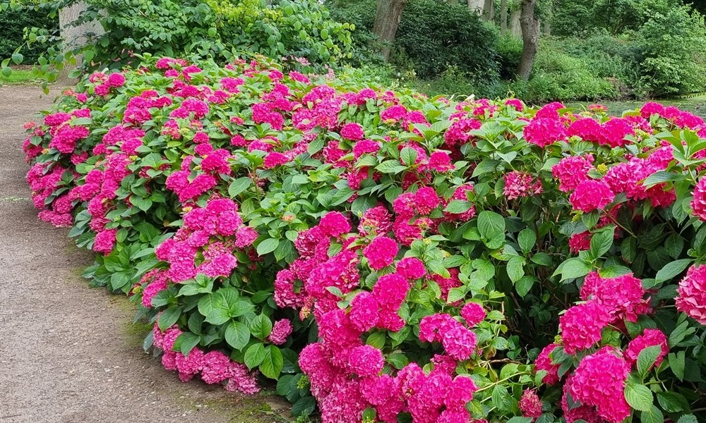 Eine Hortensienblte wie noch nie - Bremer Rhododendron-Park