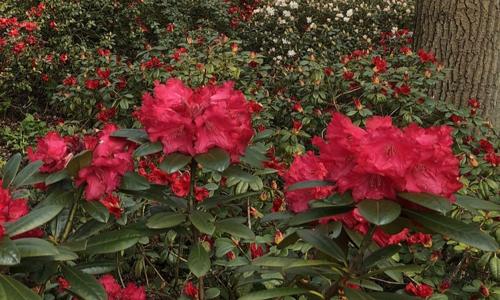 Das Jahresprogramm 2025 ist da! - Bremer Rhododendron-Park