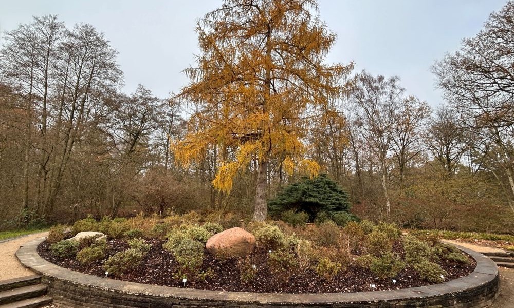 thuja brabant düngen Purgrün Thuja-Brabant-Dünger 1 kg