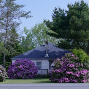 Haus inmitten von Rhododendron in Nova Scotia