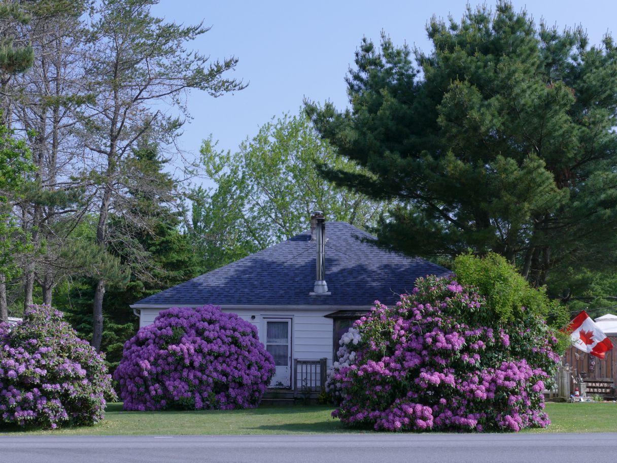 Haus inmitten von Rhododendron in Nova Scotia