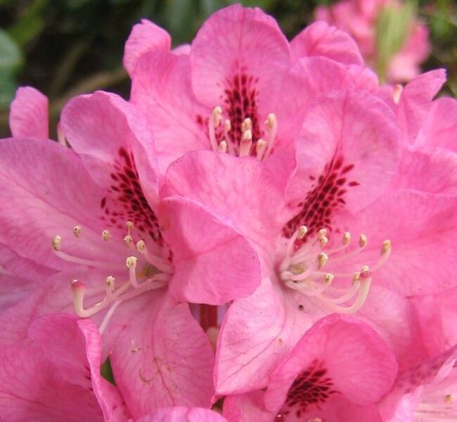 Der ältesten Rhododendron im Park: Lady Eleanor Cathcart