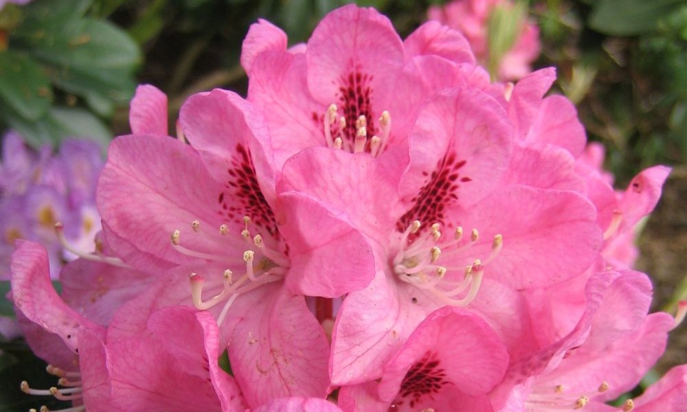 Der ältesten Rhododendron im Park: Lady Eleanor Cathcart