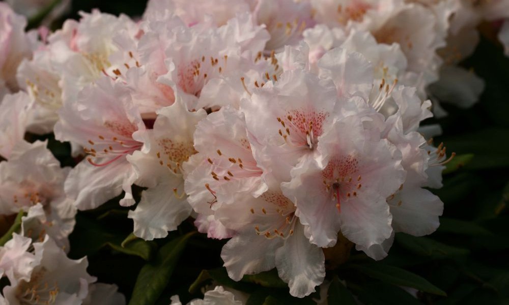 Zwei stille Zeitzeugen einer botanischen Epoche - Bremer Rhododendron-Park