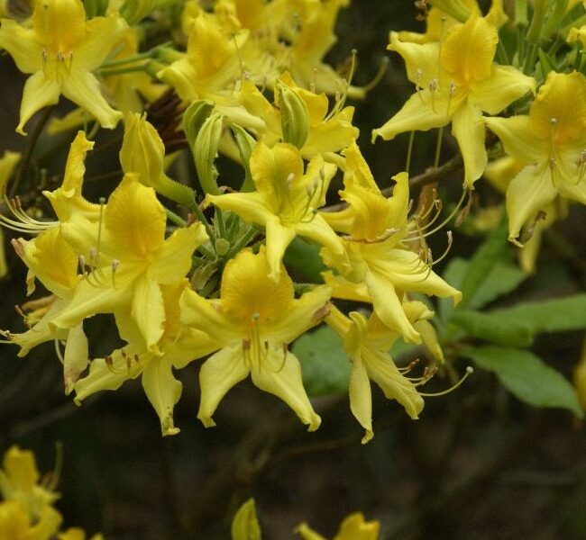 Rhododendron luteum - die pontische Azalee