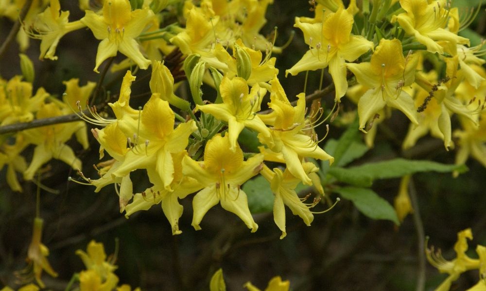 Rhododendron luteum - die pontische Azalee