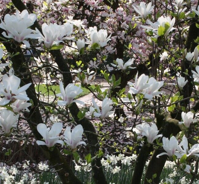 Magnolia-Baum