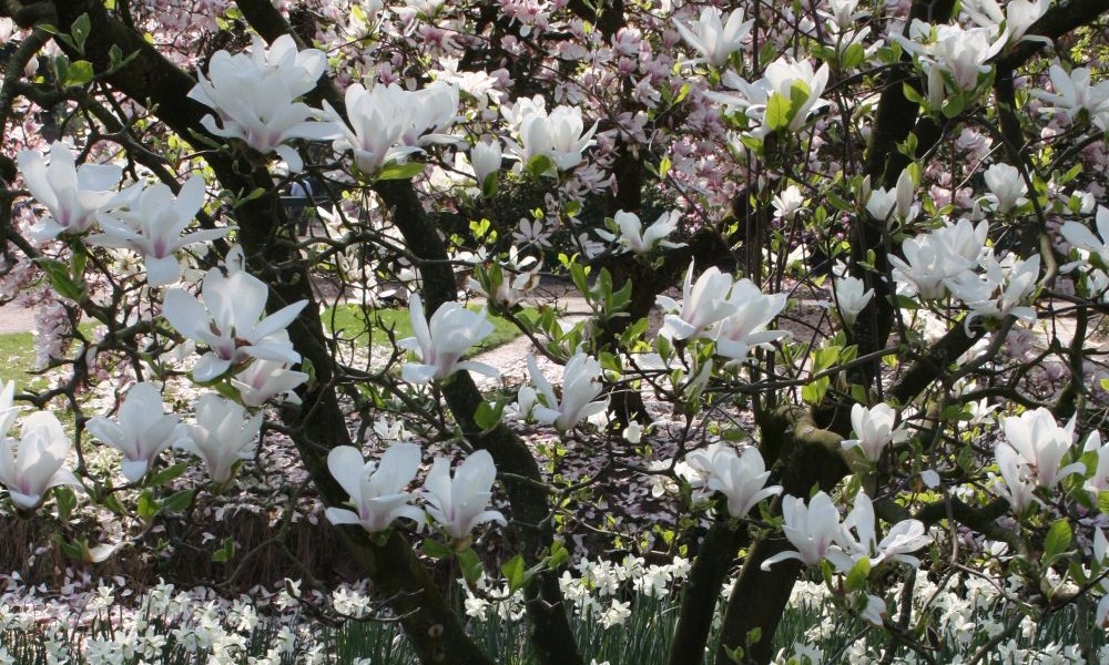 Magnolia-Baum